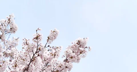 Cherry blossoms Stock Footage 117217900
