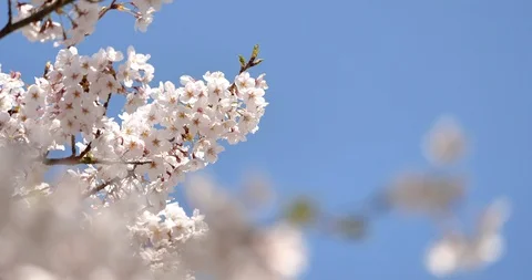 Cherry blossoms Stock Footage 117250904