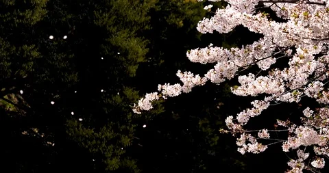 Cherry blossoms. Stock Footage 117414712