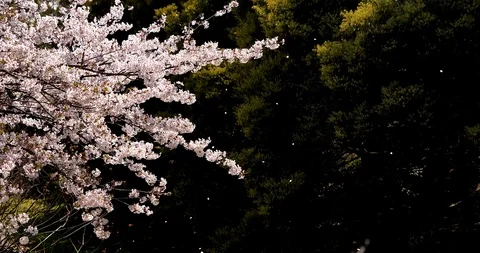 Cherry blossoms. Stock Footage 117461604