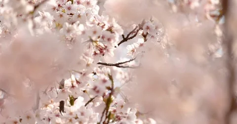 Cherry blossoms Stock Footage 117471341