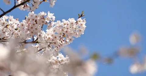 Cherry blossoms Stock Footage 117825461