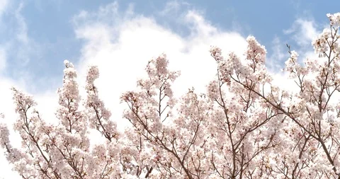 Cherry blossoms Stock Footage 117909362