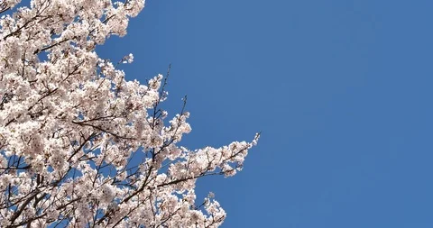 Cherry blossoms Stock Footage 118286339