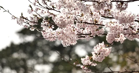 Cherry blossoms Stock Footage 118648261