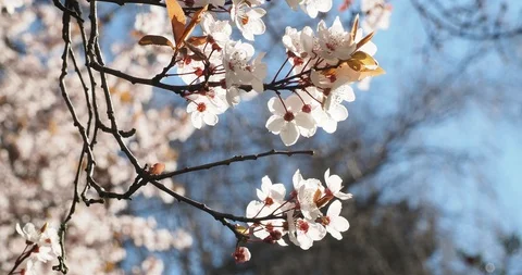 Cherry blossoms Stock Footage 125920831