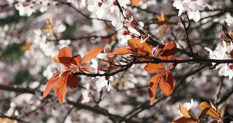 Cherry blossoms Stock Footage 125920863