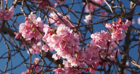 Cherry blossoms Stock Footage 125920918