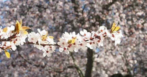 Cherry blossoms Stock Footage 125921158