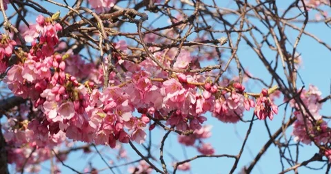 Cherry blossoms Stock Footage 125921369