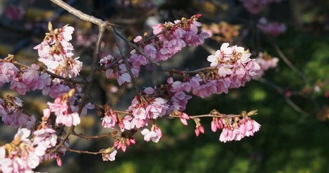 Cherry blossoms Stock Footage 125921372