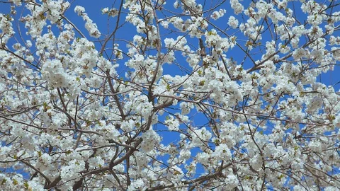 Cherry blossoms Stock Footage 128441220