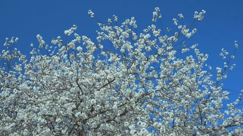 Cherry blossoms Stock Footage 128441239