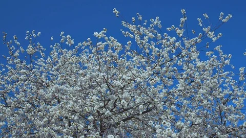 Cherry blossoms Stock Footage 128441318
