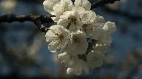 Cherry blossoms Stock Footage 130509845