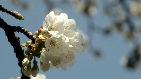 Cherry blossoms Stock Footage 130515622