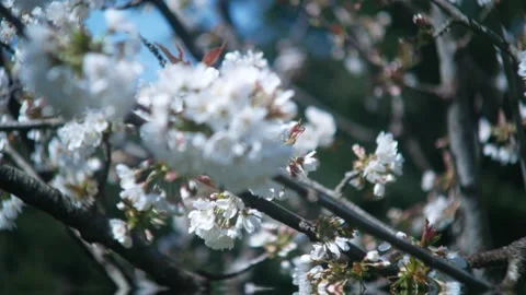 Cherry Blossoms Stock Footage 132767547