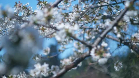Cherry Blossoms Stock Footage 132775725