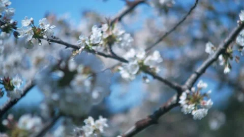 Cherry Blossoms Stock Footage 132776620