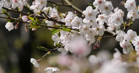 Cherry Blossoms. Stock Footage 139292376