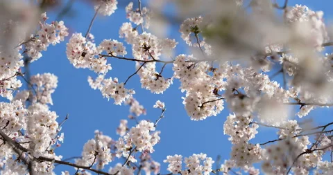 Cherry blossoms Stock Footage 139299852