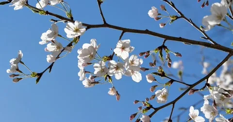 Cherry blossoms Stock Footage 139372955