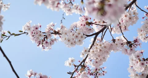 Cherry blossoms Video stock 139715970