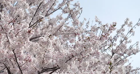 Cherry blossoms Stock Footage 139848118