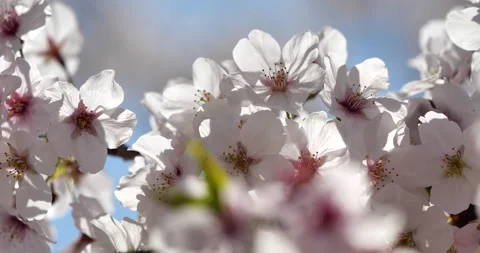 Cherry Blossoms Video stock 143820111