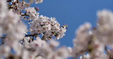 Cherry blossoms. Stock Footage 144959874