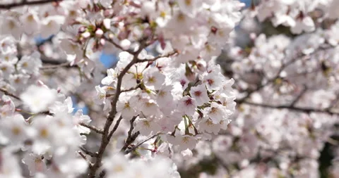 Cherry blossoms Video stock 144998284