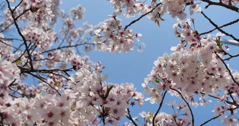 Cherry blossoms Stock Footage 145345573