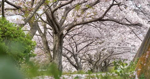 Cherry blossoms Stock Footage 146107366
