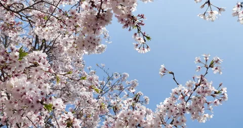 Cherry blossoms Stock Footage 146563696