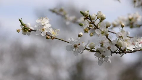 Cherry blossoms Stock Footage 149997693