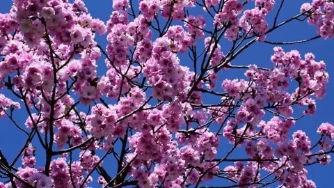 Cherry Blossoms Stock Footage 152508025
