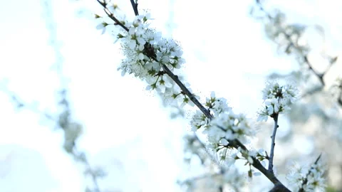 Cherry blossoms Stock Footage 154094172