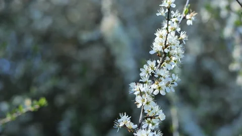 Cherry blossoms Stock Footage 154094197