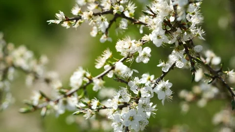 Cherry blossoms Stock Footage 154095339