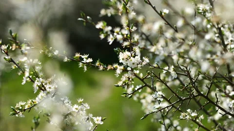 Cherry blossoms Stock Footage 154095393
