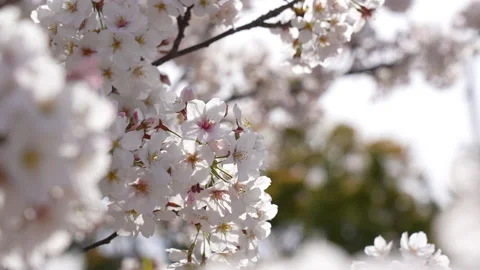 Cherry blossoms Stock Footage 164187512