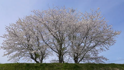 Cherry blossoms 스톡 동영상 167148116
