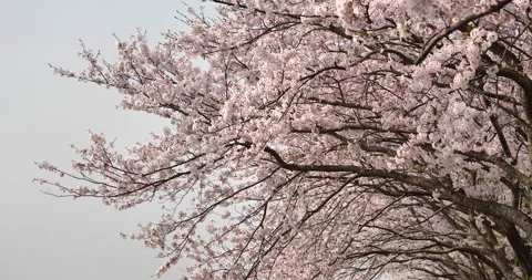 Cherry blossoms Video stock 170632303