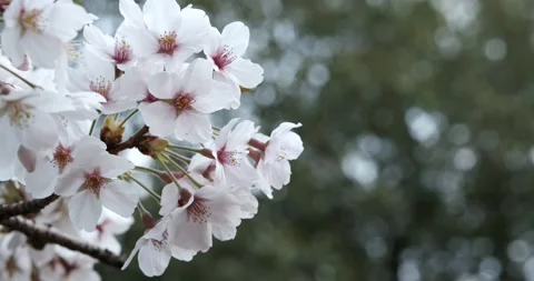 Cherry blossoms Stock Footage 173592931
