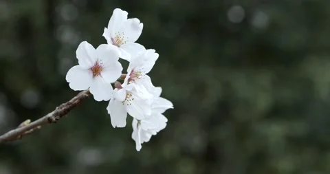Cherry Blossoms Stock Footage 173592965