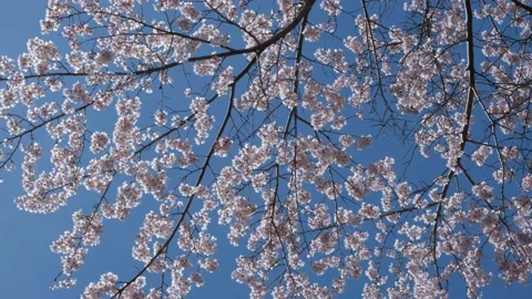 Cherry blossoms Video stock 173665541