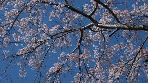 Cherry Blossoms Stock Footage 173665858
