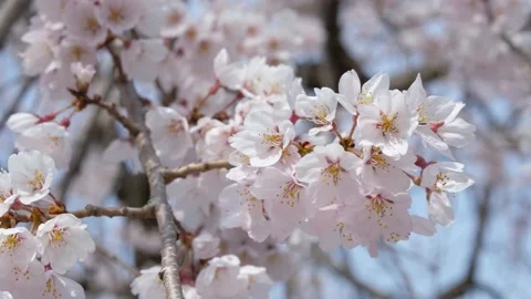 Cherry Blossoms Video stock 177596936