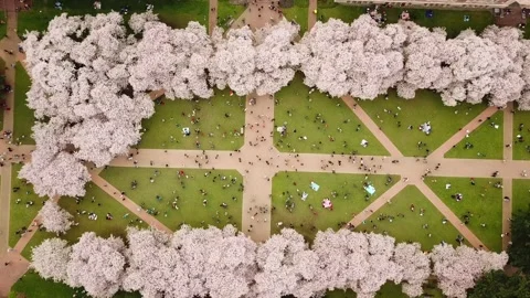 Cherry blossoms 動画素材 180610576