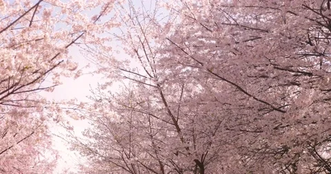 Cherry Blossoms Stock Footage 197949746